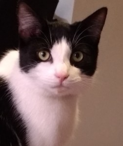 A black and white cat